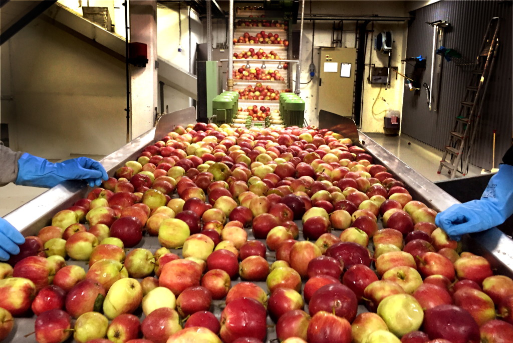 Vi er nøye med hele produksjons-prosessen, fra eplene håndplukkes, lagres på kjølerom og sorteres før de presses og tappes på flaske. Hyggen eplemost er presset, tappet og pasteurisert hos Askim Frukt og Bærpresseri.