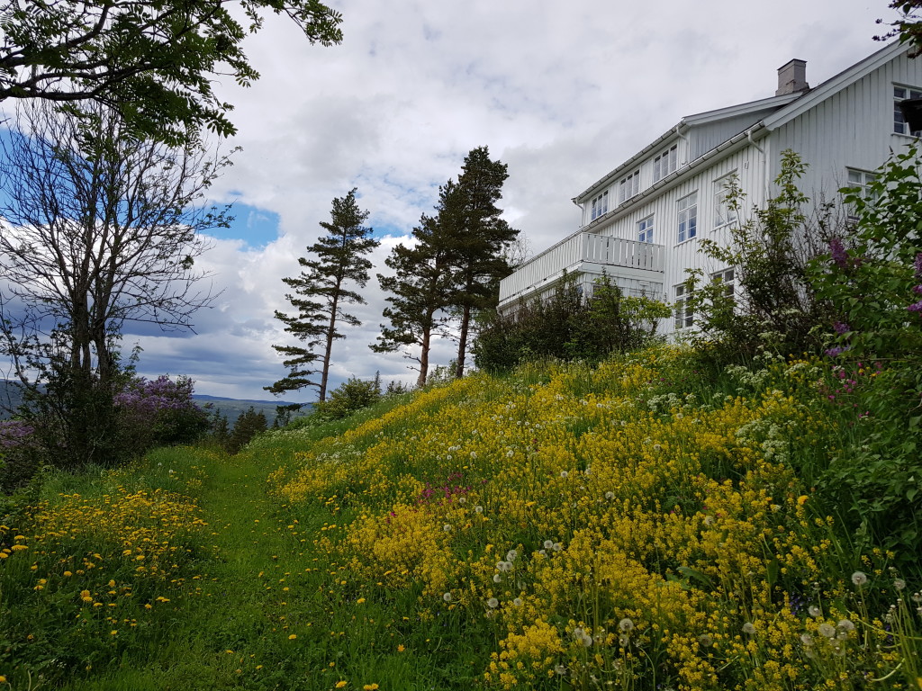 Om sommeren bugner det av markblomster her på Granum...