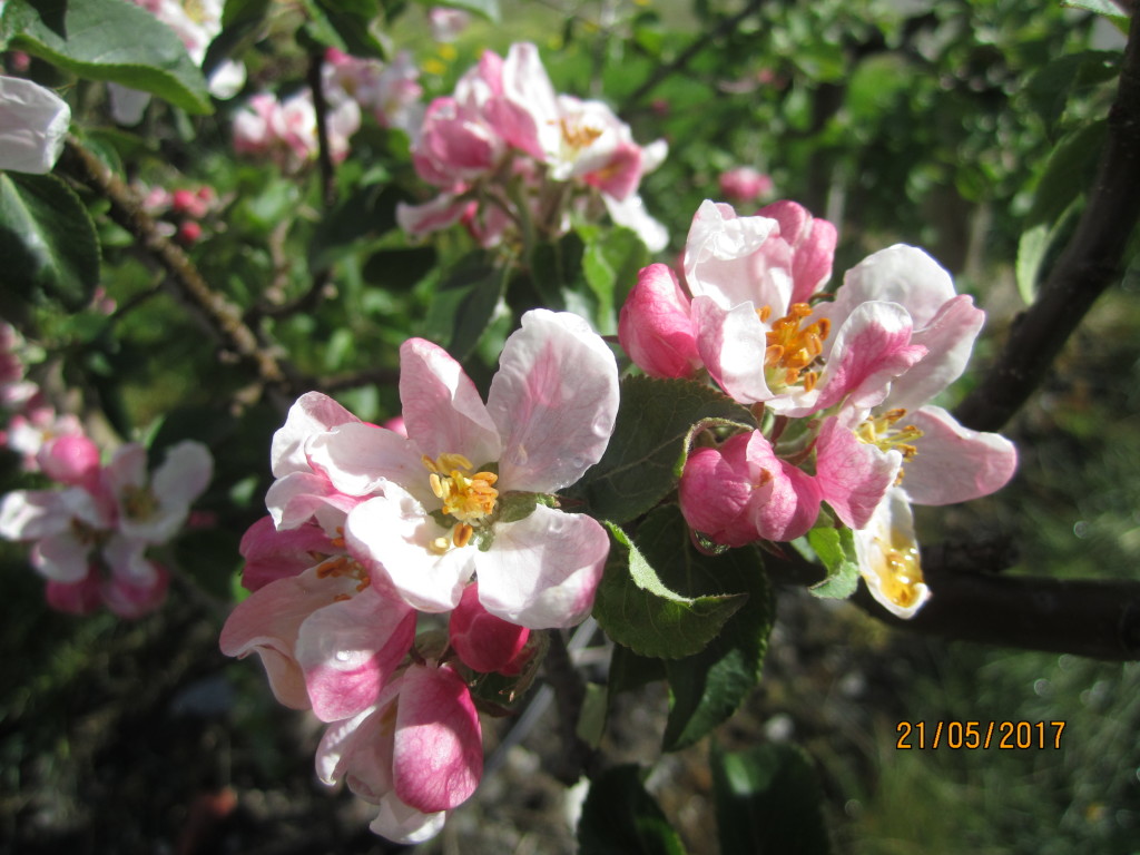 Blomstring