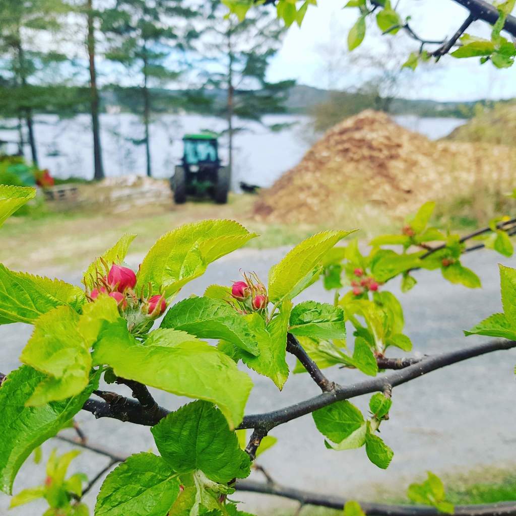 Epleblomstring og traktor.