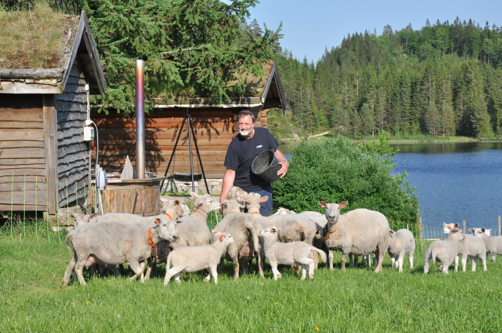 Saueslipp om våren.