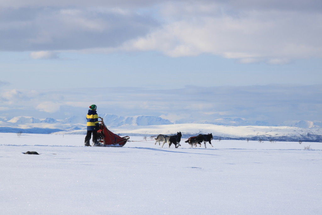 Finnmarksvidda med Altafjorden i bakgrunn.