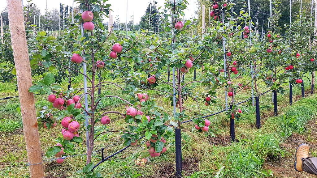 Reina fruktgård er et familieeid gårdsbruk som produserer økologiske kvalitetsprodukter av frukt og bær. Vår produksjon er tuftet på bærekraftige verdier. Vi har dyrket blant annet eplesorter som Aroma, Discovery, Katja og Nanna. Fruktplantasjene er dyrket i nord/sør retning for å utnytte sola maksimalt.