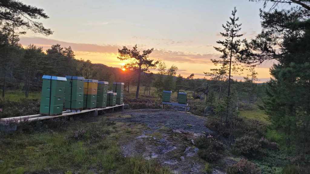 Biene henter inn lynghonning.