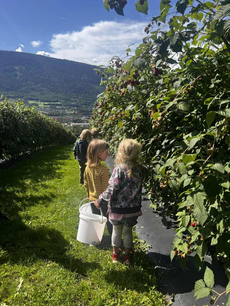 Selvplukk av bringebær
