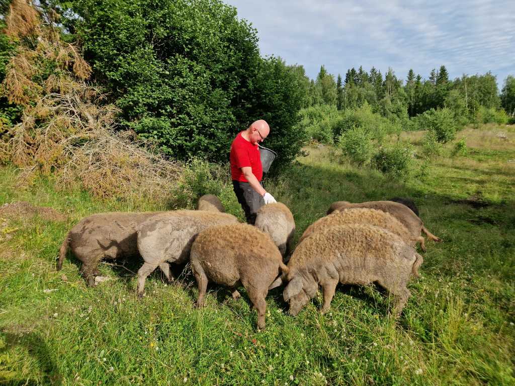 Ullgrissafari og pleie av gammelt kulturlandskap