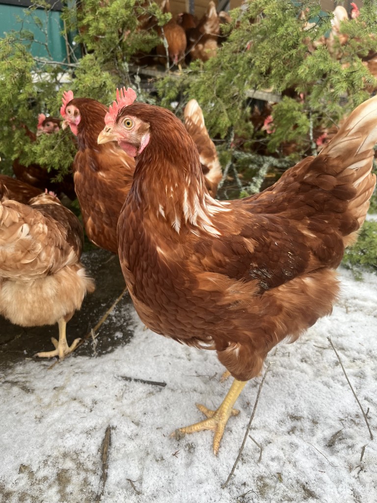 Bartrær er topp! Hønene liker å nappe i nålene, og magien er at klorofyll (det grønne i nåler og gress) bidrar til ekstra gul plomme. Det er naturens magi!