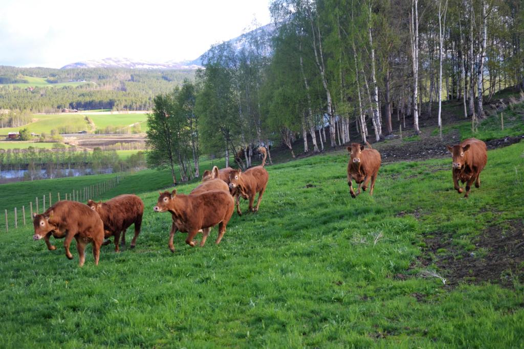 Kuslipp er en av årets fineste dager.