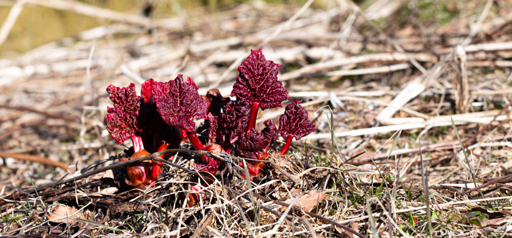 Rabarbra fra gården
