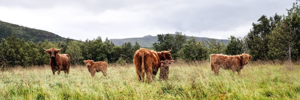 Høylandsfe! <3
Disse nydelige dyrene med lang pels og horn. Opprinnelig fra det skotske høyland, men fordi de har en todelt pels med underull og lange dekkhår passer de veldig godt inn i det litt værharde klimaet i Lofoten. Vi har ca 45 dyr på gården, og målrettet beiting er svært viktig for oss. Vi fôrer ikke med kraftfôr, men gir litt brød for å sosialisere dyrene og enkelt kunne arbeide med dem. Kalvene går sammen med kyrne og får både en lang periode med melk i tillegg til at de tidlig tar til seg grovfôr fordi de kopierer mødrene ute på beita. Dyrene går ute hele året, men har tilgang til le mellom oktober og mai. Slaktesesongen er gjennom hele året, og du får høylandsfe både i restauranten og i utsalget. Vi tilbyr de beste godbitene i vår abonnementsordning der du som kunde får en pakke med ulike typer kjøtt hver måned.