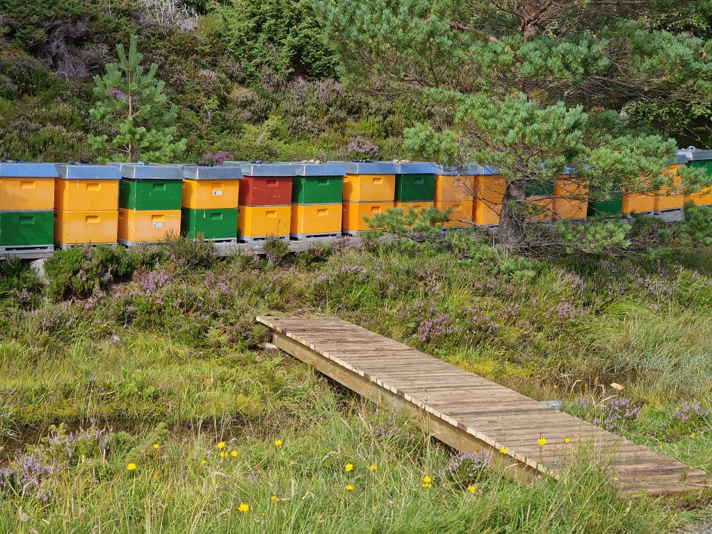 Ein av våre bigardar under lyngtrekket i august (Bjørnøya, Haram kommune)