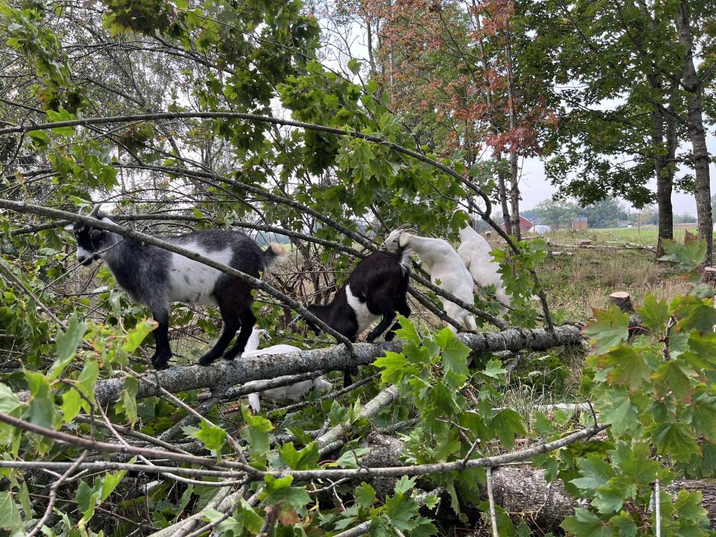 Geiter som balanserer