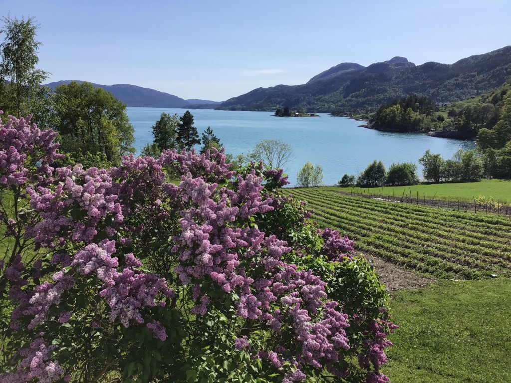 Hardangerfjorden