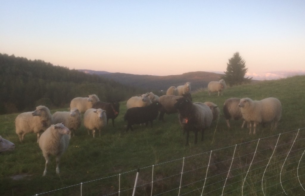 På Tjønnås kommer man tett på dyr og natur