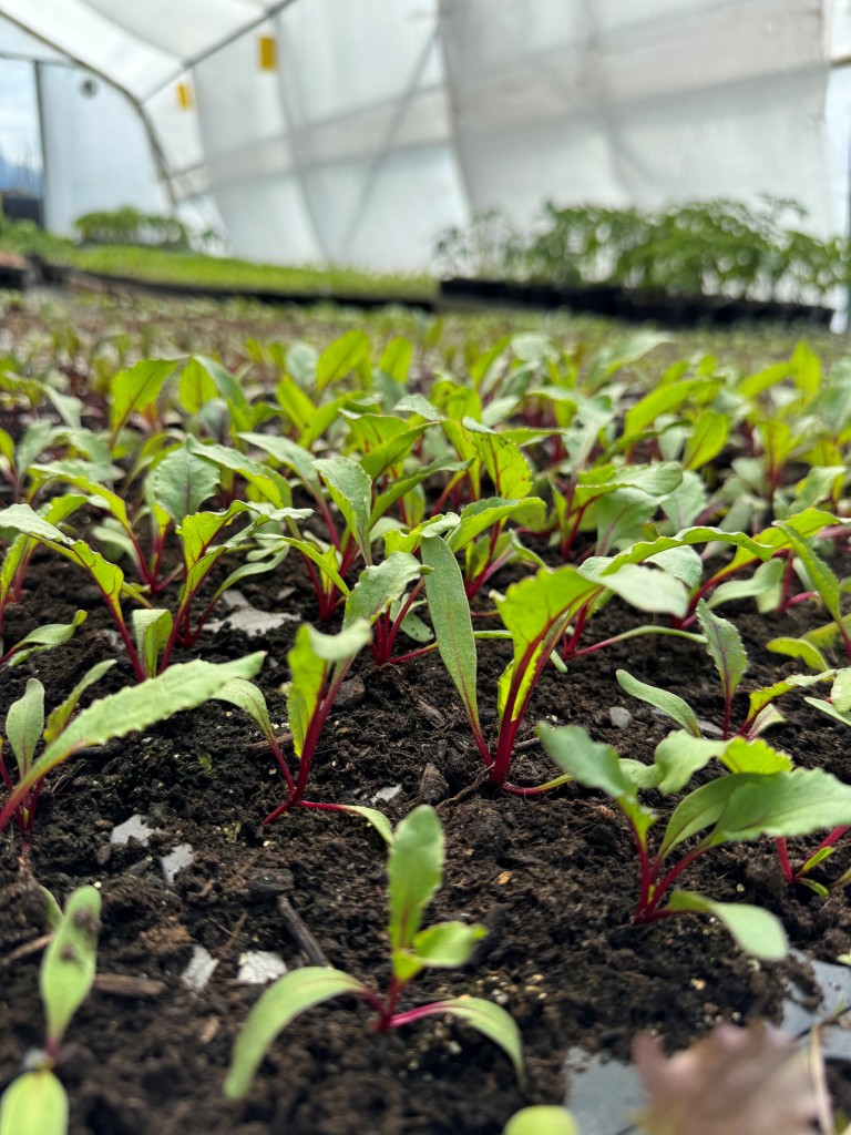 Kvar vår har vi eige planteoppal av over 100 typar vekstar ein kan ete - raudbetar på bildet