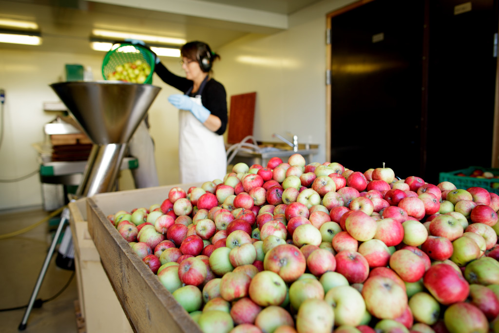 Frosta frukt- og bærpresseri. Leiepressing, og pressing av egne epler.