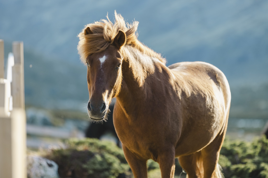 Bli med på tur i fjellheimen på en av våre vakre og stødige hester