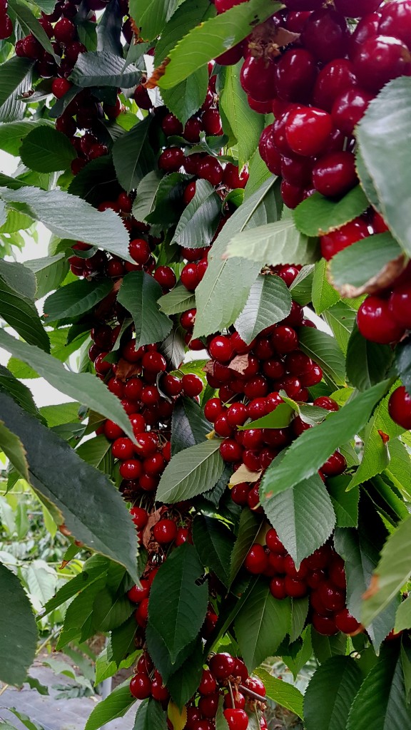 Modne moreller - sommer på sitt beste.