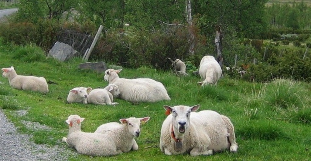 Sau på stølen