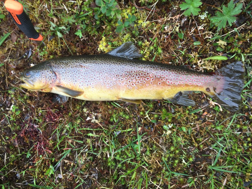 Gode fiskemuligheter