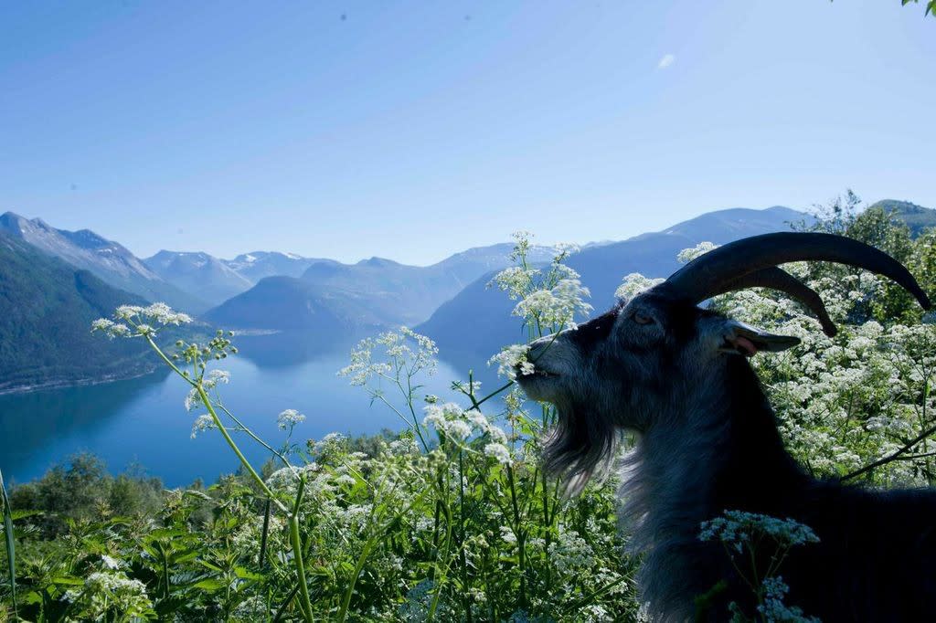 Med røtter i lokale gårder henter vi fersk geitemelk fra regionen. Her fra geitegården, Kilsti Gard, Eidsdal.