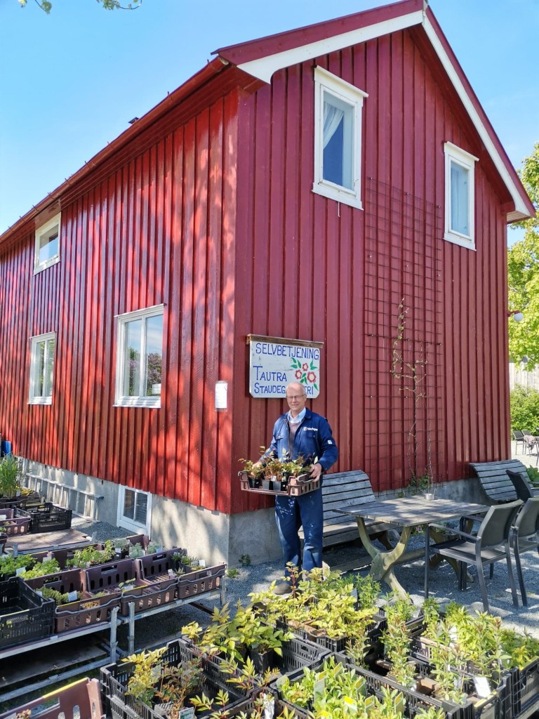 Tor Arne er sammen med sin kone ,Solbjørg, eiere og drivere av Tautra Staudegartneri og dyrker staudene på friland slik at de tilpasses vårt klima.