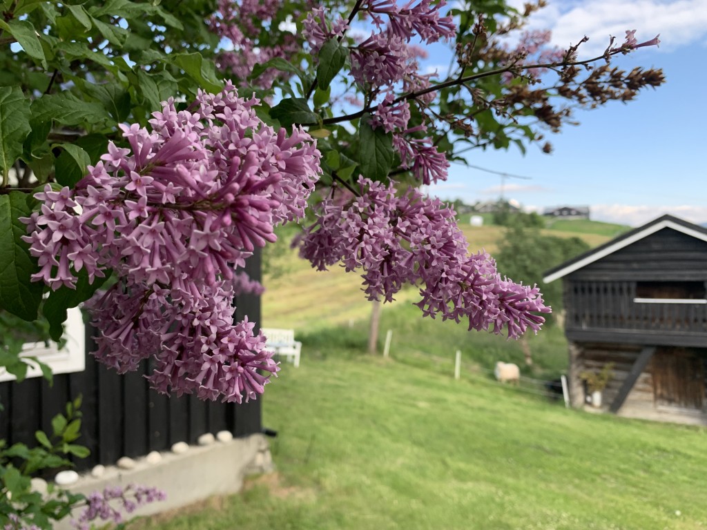 Tunet på Bjøkne.