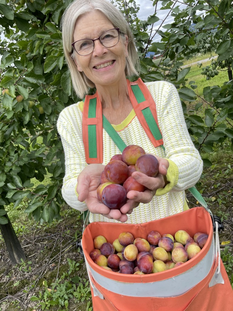 Kari med Opal-plommer