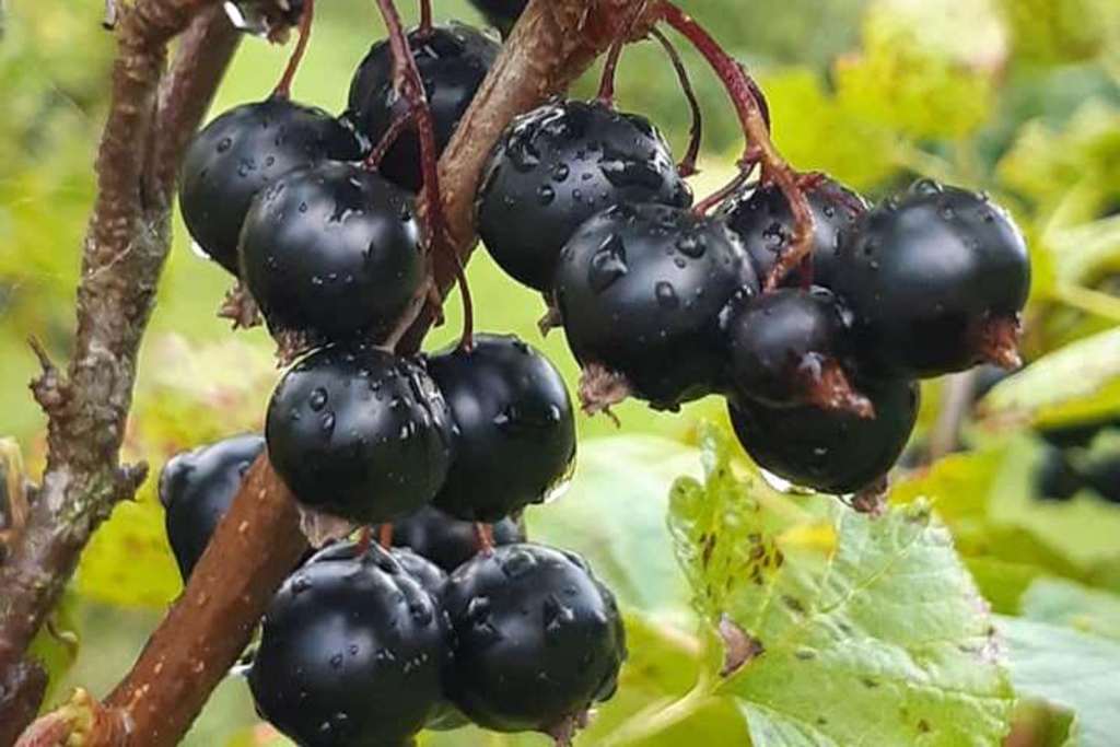 Solbæra er modne og skal bli saft, syltetøy - og vin!