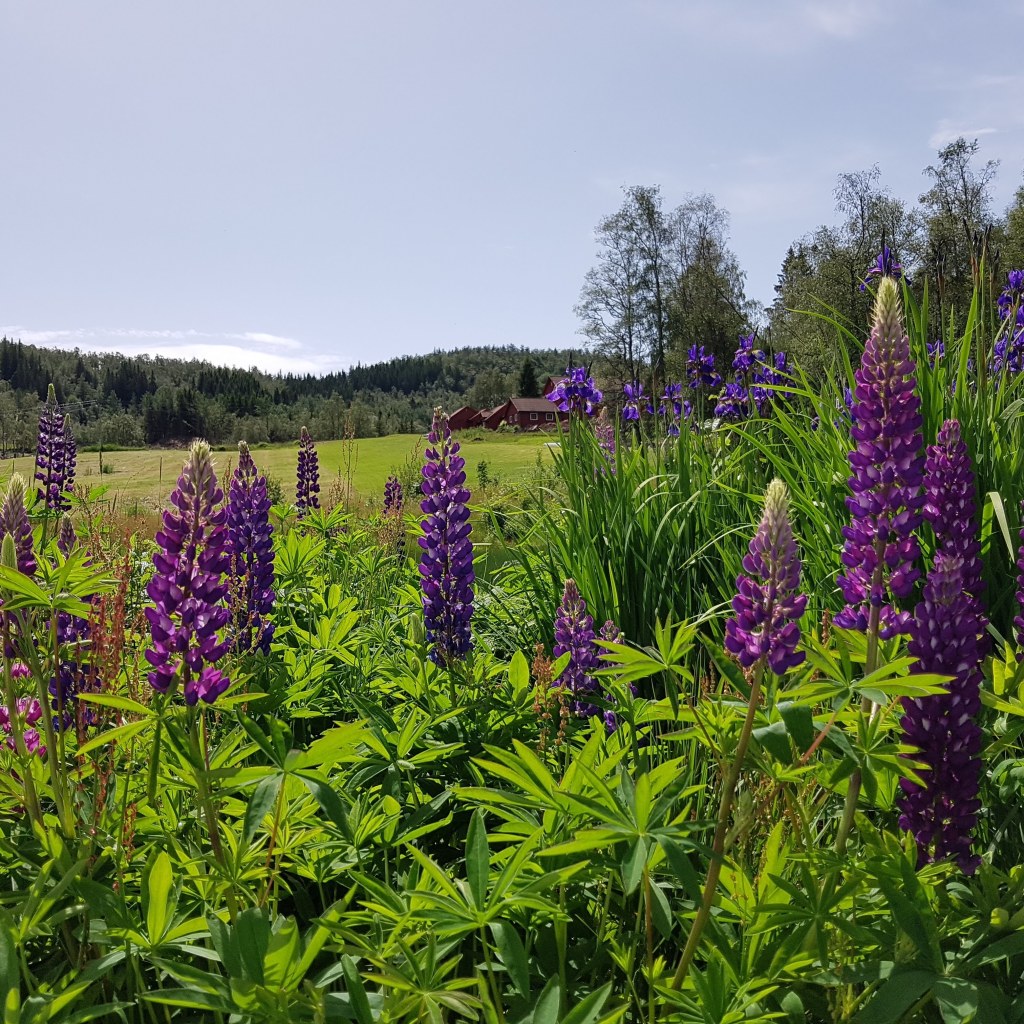 Sommer på Heddan Gjestegard