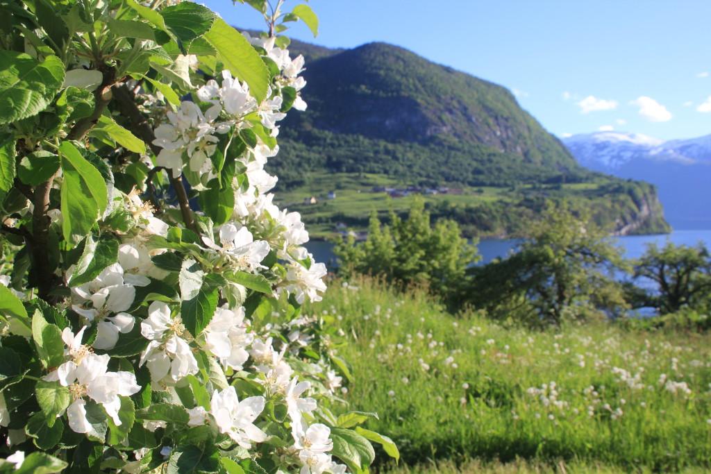 Blomstring Norane Fruktgard