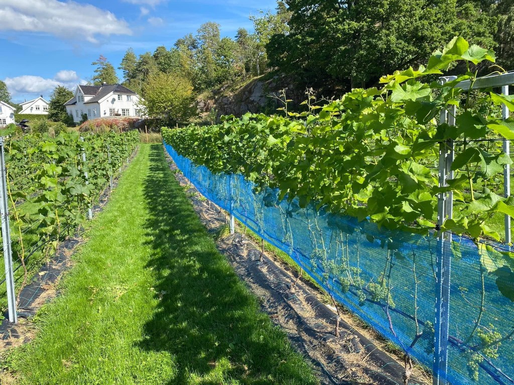 Testraden på Tjøme Vingård har fått beholde druene. Tjøme Vingård