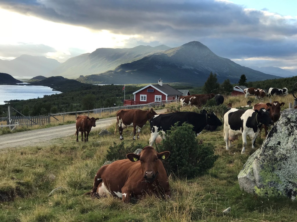 Kyr på sommerbeite på stølen, Jaslangen i Valdres