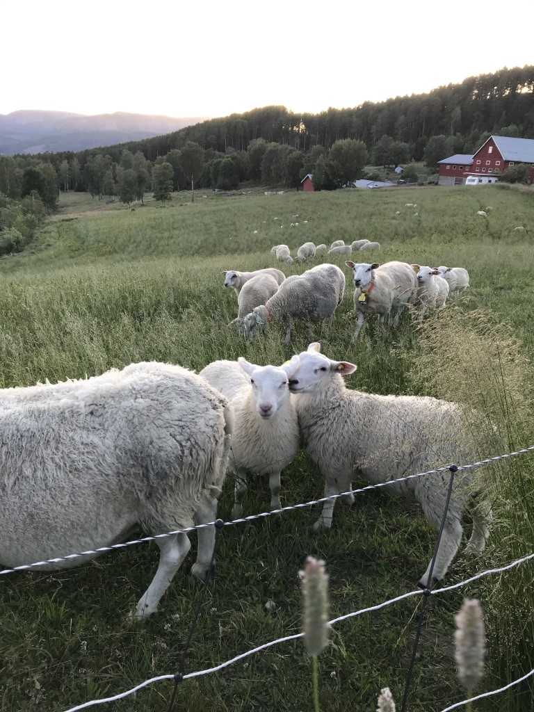 Sau og lam på kveldsbeite