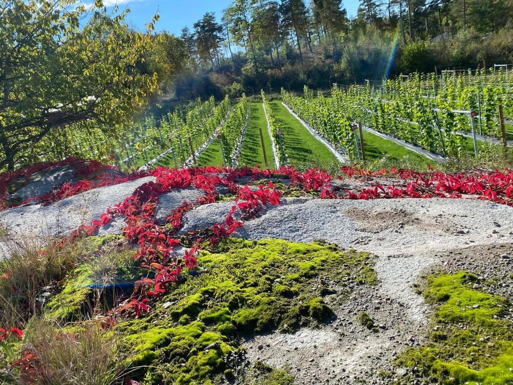 Felt 1, sommer 22, Tjøme Vingård