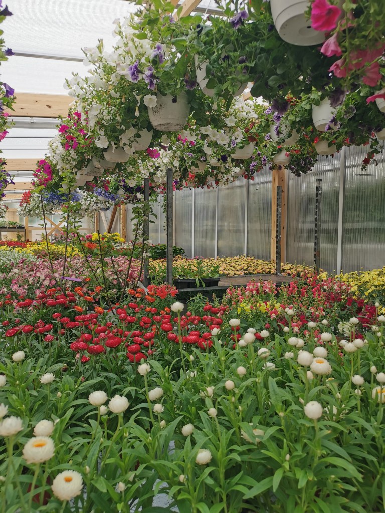 Sommerblomster i butikken