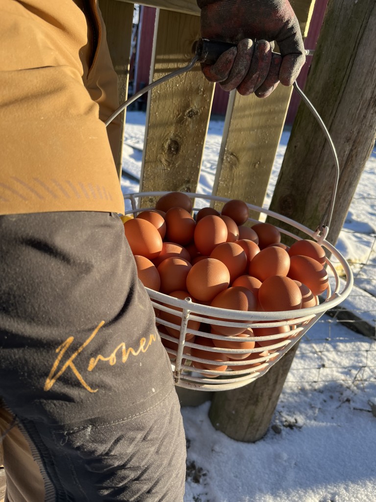 Brune egg - knallgode, men også vakre!