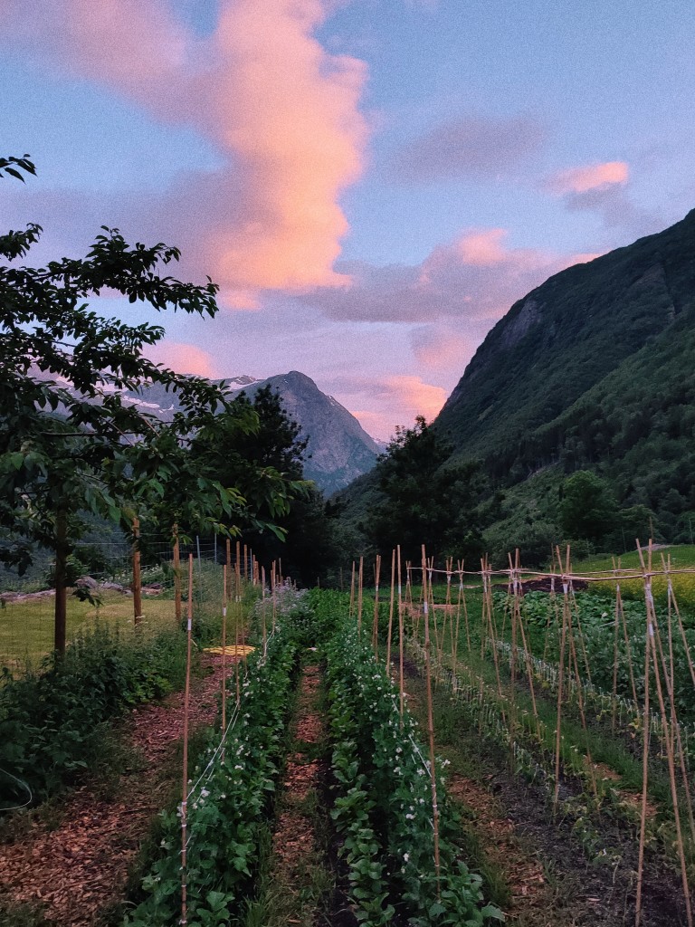 Markedshagen i solnedgang.