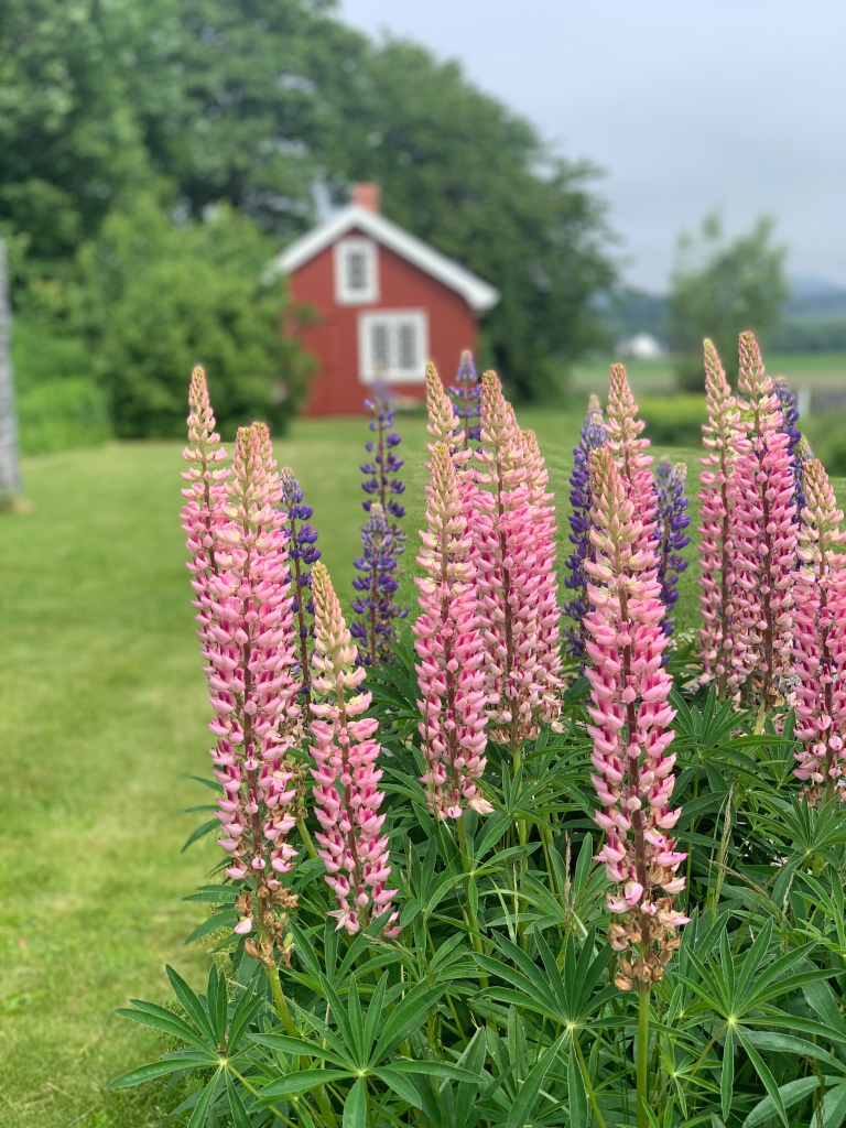 Bildet av Smia er tatt fra parkeringen. Smia ligger fint og tilbaketrukket til på eiendommen