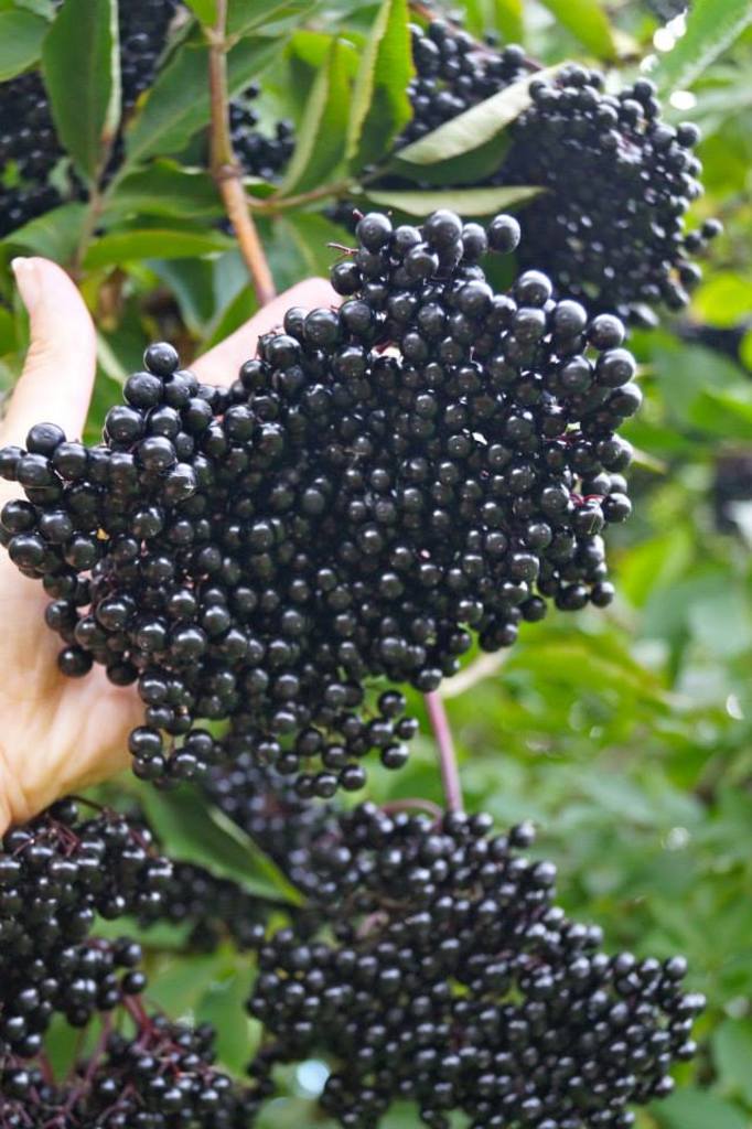 Svarthyll / Elderberry
