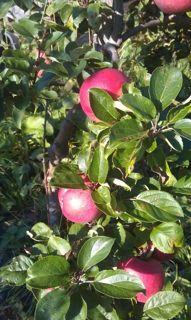 Epler som skal bli til cider og juice