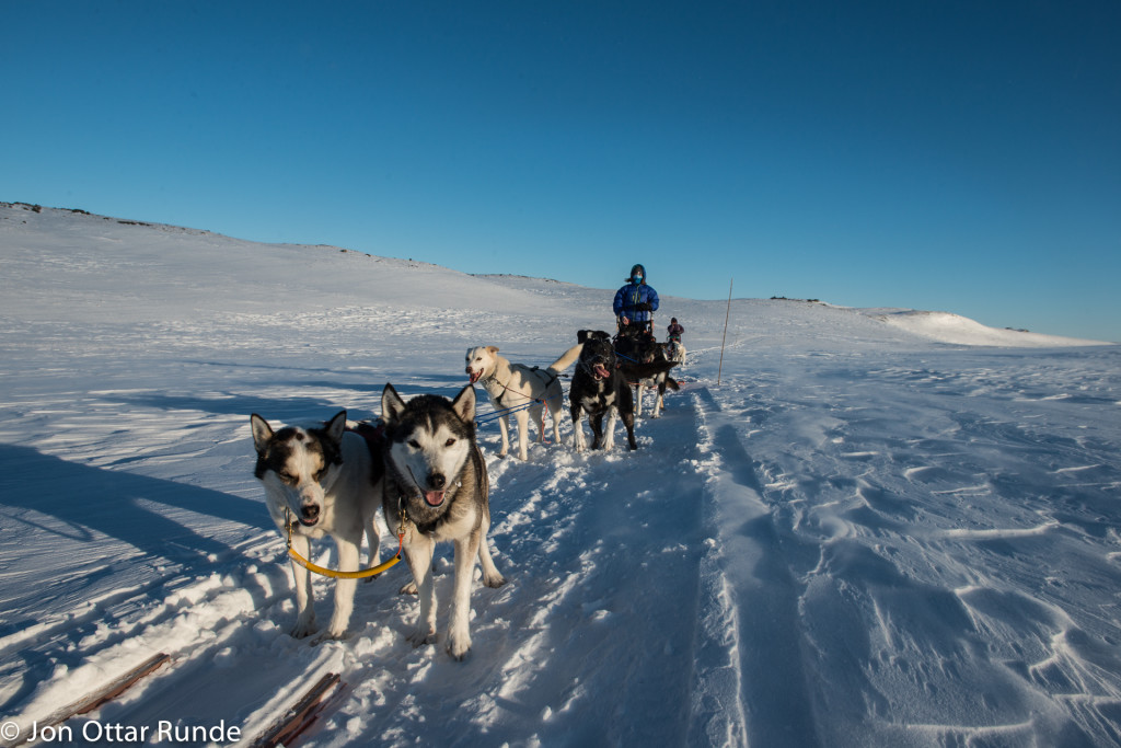 Hundekjøring en klar vinterdag