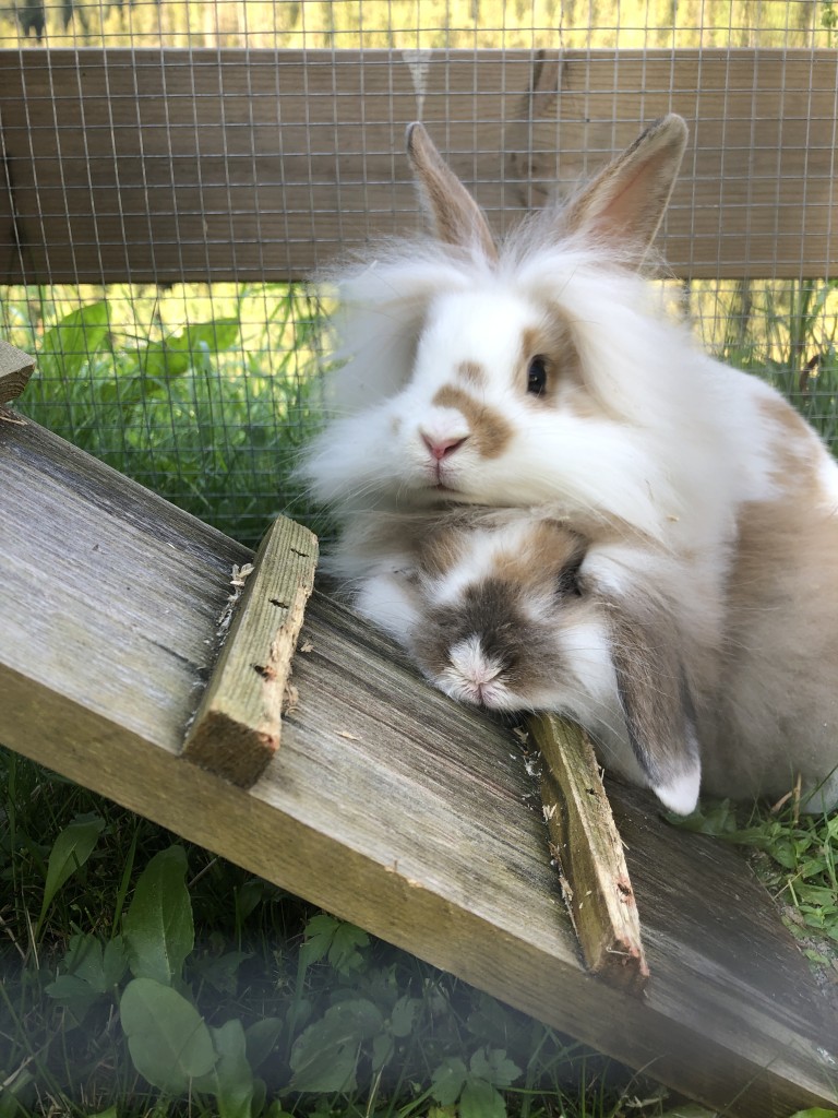 Kaninene Max og Trampoline bor også på gården