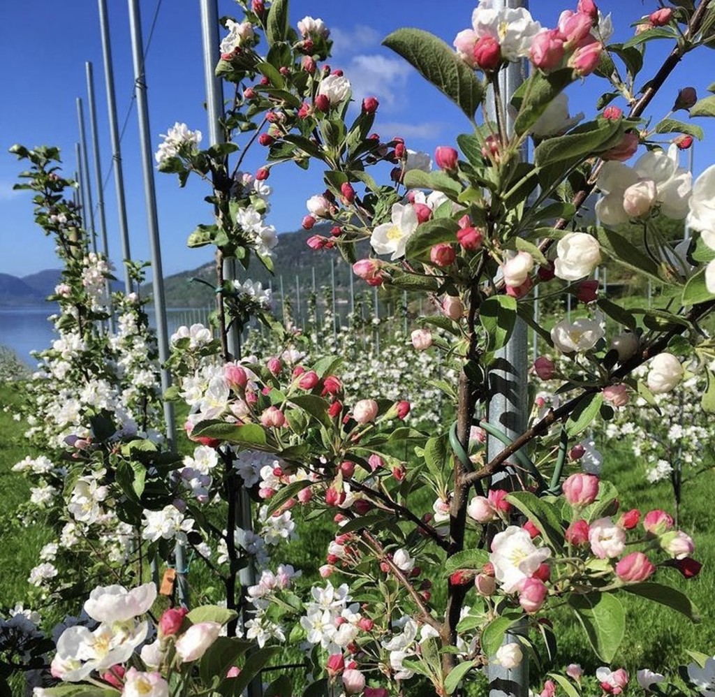 Blomstring i Summerred