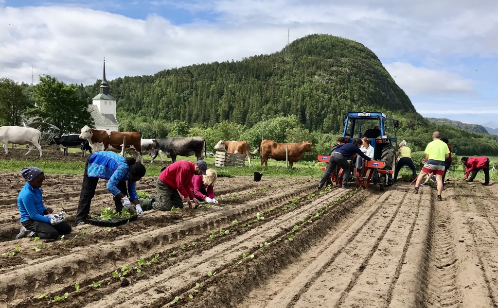 Dun Andelslandbruk er en viktig del av drifta på gården. Her kommer plantene i jorda en varm junidag