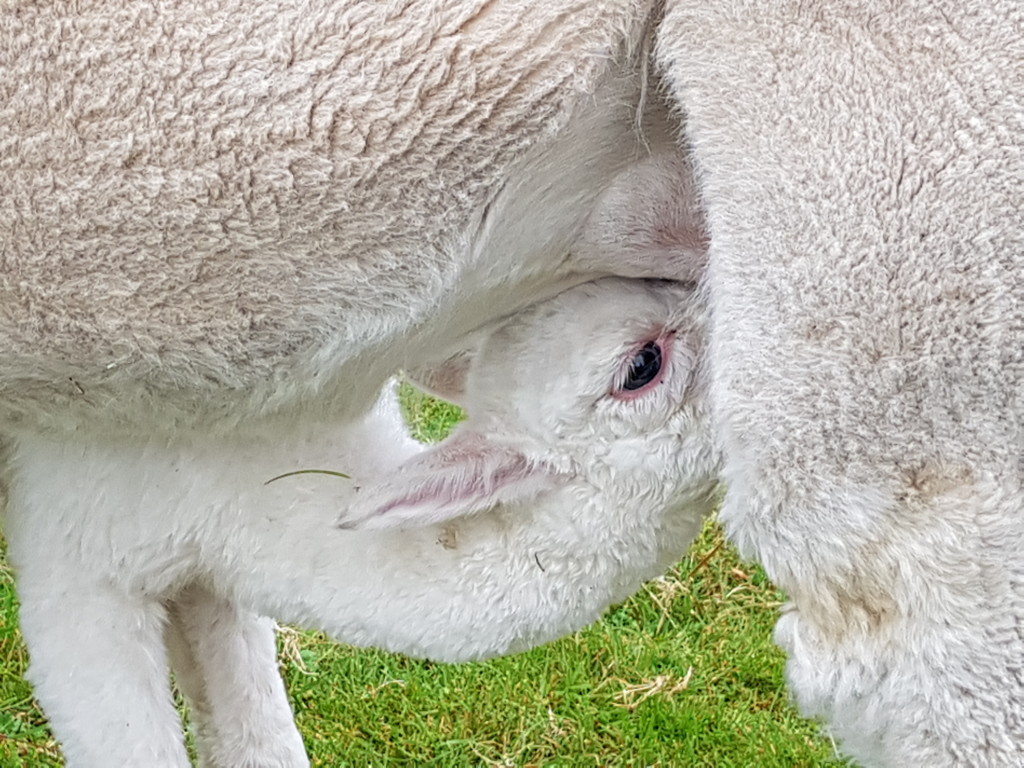 Alpaca baby