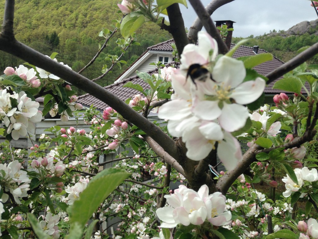 ...bombus hortorum i gang med pollinering