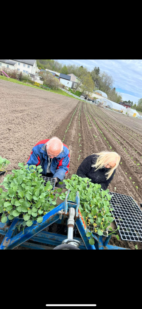 Her er det grønnsakplantene som blir satt i jorden