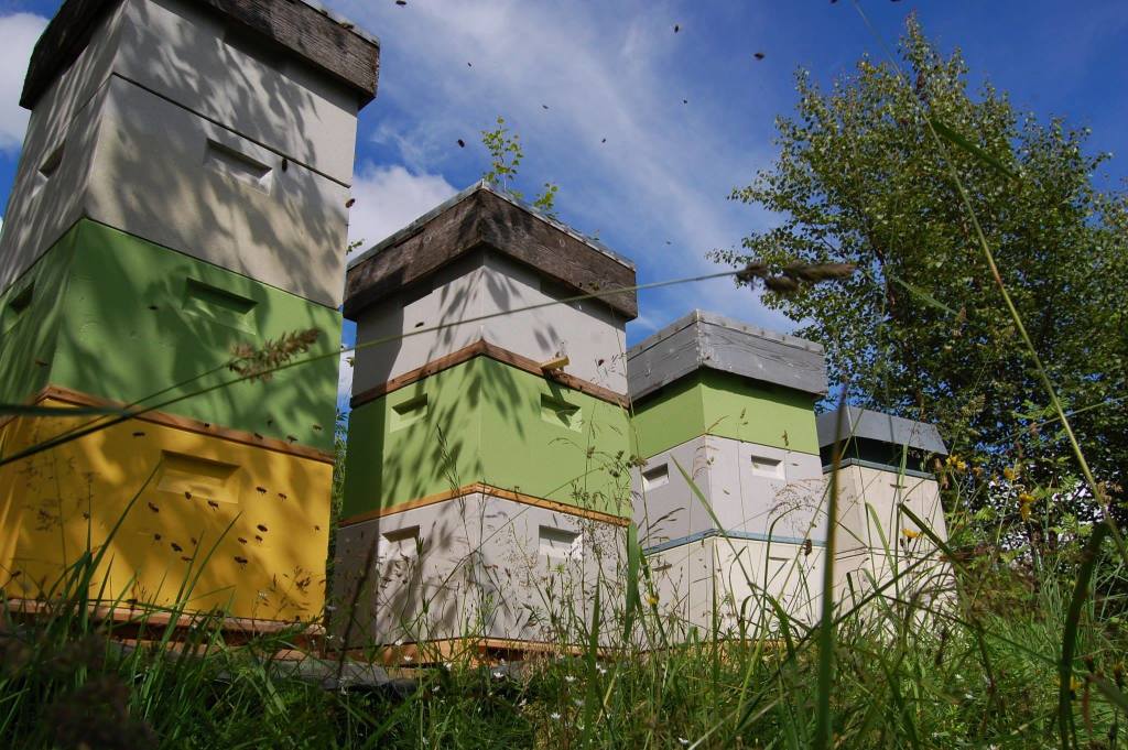 Bifolkene sikrer god pollinering i bærhagen og gir deilig honning.