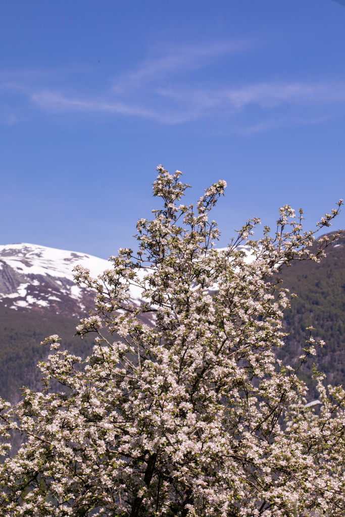 Dei gamle frukttrea som blømer mot snøkledde fjelltoppar er eit sikkert vårteikn og ein viktig inspirasjon for oss som produserer lokal mat.